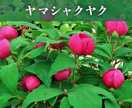 ヤマシャクヤク