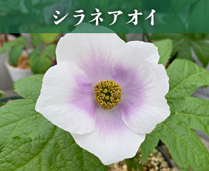 シラネアオイ